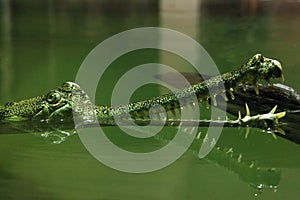 The gharial Gavialis gangeticus, also known as the gavial, and the fish-eating crocodile,portrait