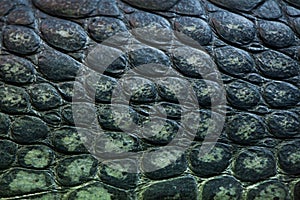 Gharial (Gavialis gangeticus), also knows as the gavial.