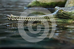 Gharial (Gavialis gangeticus), also knows as the gavial.