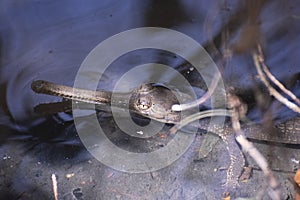 Gharial Gavialis gangeticus Crocodile or gavial or fish-eating crocodile