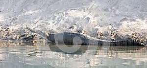 Gharial or Gavialis gangeticus a Fish Eating Crocodile