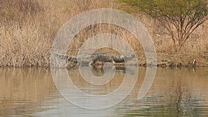Gharial or Gavialis gangeticus full shot in natural scenic habitat basking in sun in cold winters ramganga river shore at dhikala