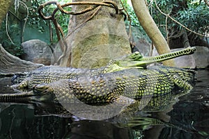Gharial Gavialis gangeticus gavial crocodile