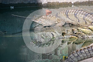 Gharial Gavialis gangeticus or Gavial or Fish-eating crocodile sunbasking