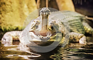 Gharial - Gavialis gangeticus with the horrible jaw, yellow filter