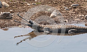 The Gharial Gavialis gangeticus in Jim Corbett