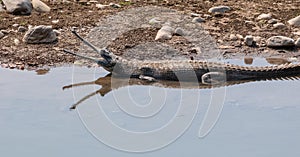 The Gharial Gavialis gangeticus in Jim Corbett