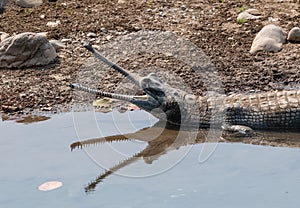 The Gharial Gavialis gangeticus in Jim Corbett