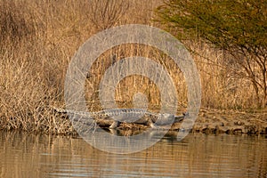 Gharial or Gavialis gangeticus in natural scenic habitat basking in sun in cold winters ramganga river shore at dhikala zone of