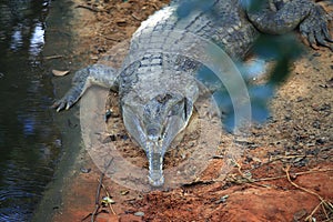 The Gharial Gavialis gangeticus resting on the ground with the