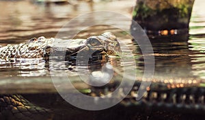 Gharial - Gavialis gangeticus shoots in water, yellow photo filter