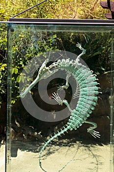 Gharial Gavialis gangeticus skeleton