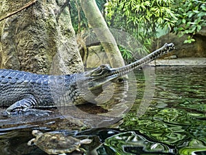 Gharial, Gavialis gangeticus, stands out with a very long jaw