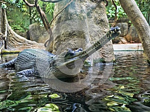 Gharial, Gavialis gangeticus, stands out with a very long jaw