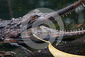 Gharial, Gavialis gangeticus, stands out with a very long jaw