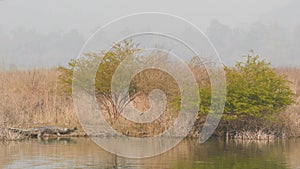 Gharial or Gavialis gangeticus wide shot in natural scenic habitat basking in sun in cold winters ramganga river shore at dhikala