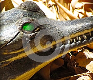 Gharial green eye and teeth closeup