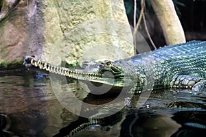 Gharial, indian crocodile