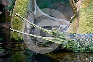 Gharial, indian crocodile