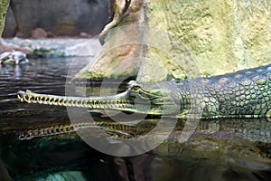 Gharial, indian crocodile