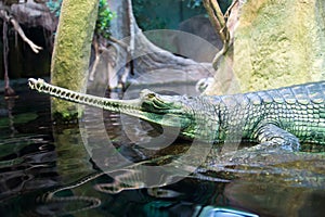 Gharial, indian crocodile