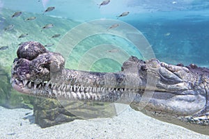 Gharial
