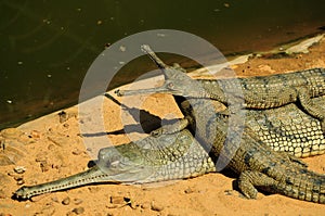 Gharial mother and babies