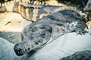 Gharial Reptile