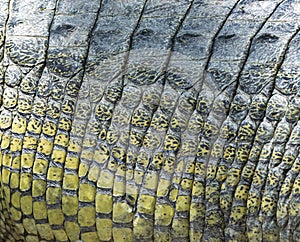 Gharial skin