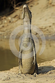 Gharial, sunning, river bank, Gavialis gangeticus, Gavialidae. photo