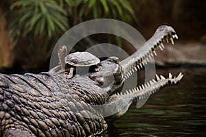 Gharial with a turtle on head