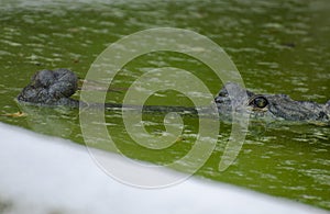 A ghariyal lying under water