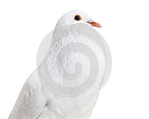 Ghent Cropper, a fancy pigeon, against white background photo