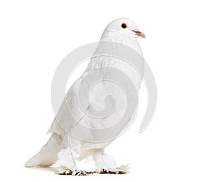 Ghent Cropper, a fancy pigeon photo