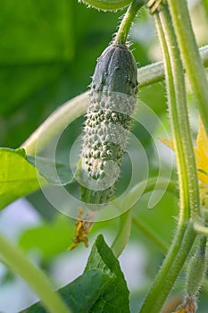 Gherkins grow on a trellis in a greenhouse. Cucumber flower close up. Macro photo of cucumbers growing on a garden bed