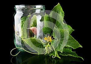 Gherkins in jar preparate for pickling on black