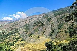 Ghermu - Lush green rice paddies in Himalayas