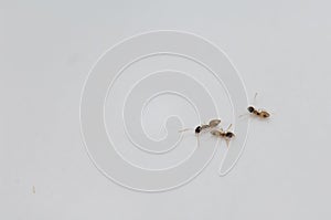 Ghost ants Tapinoma melanocephalum on a wall.