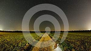 Cat at grain field under starry sky, summer season night scene, long exposure