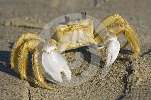 Ghost crab