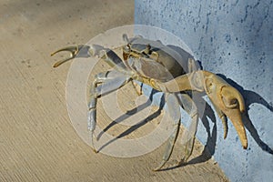 Ghost Crab