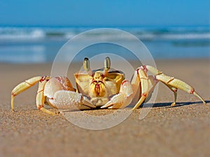 Ghost crab