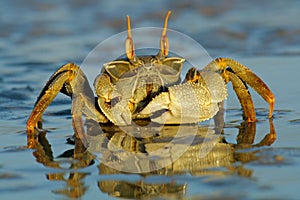 Ghost crab