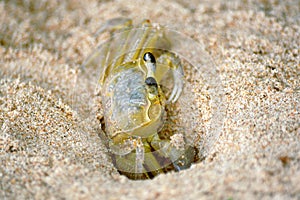 Ghost crab