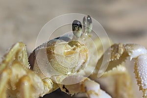 Ghost crab