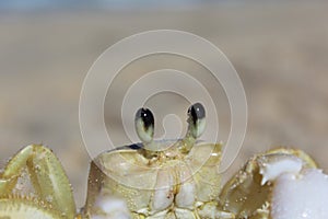 Ghost crab