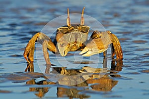 Ghost crab on the beach