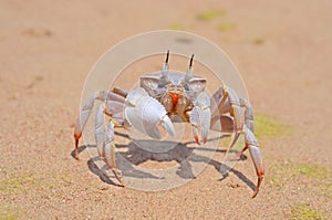 Ghost crab on a beach
