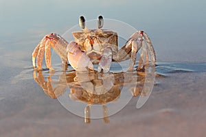 Ghost crab on beach