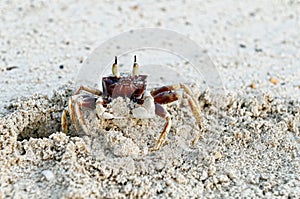 Ghost Crab on beach